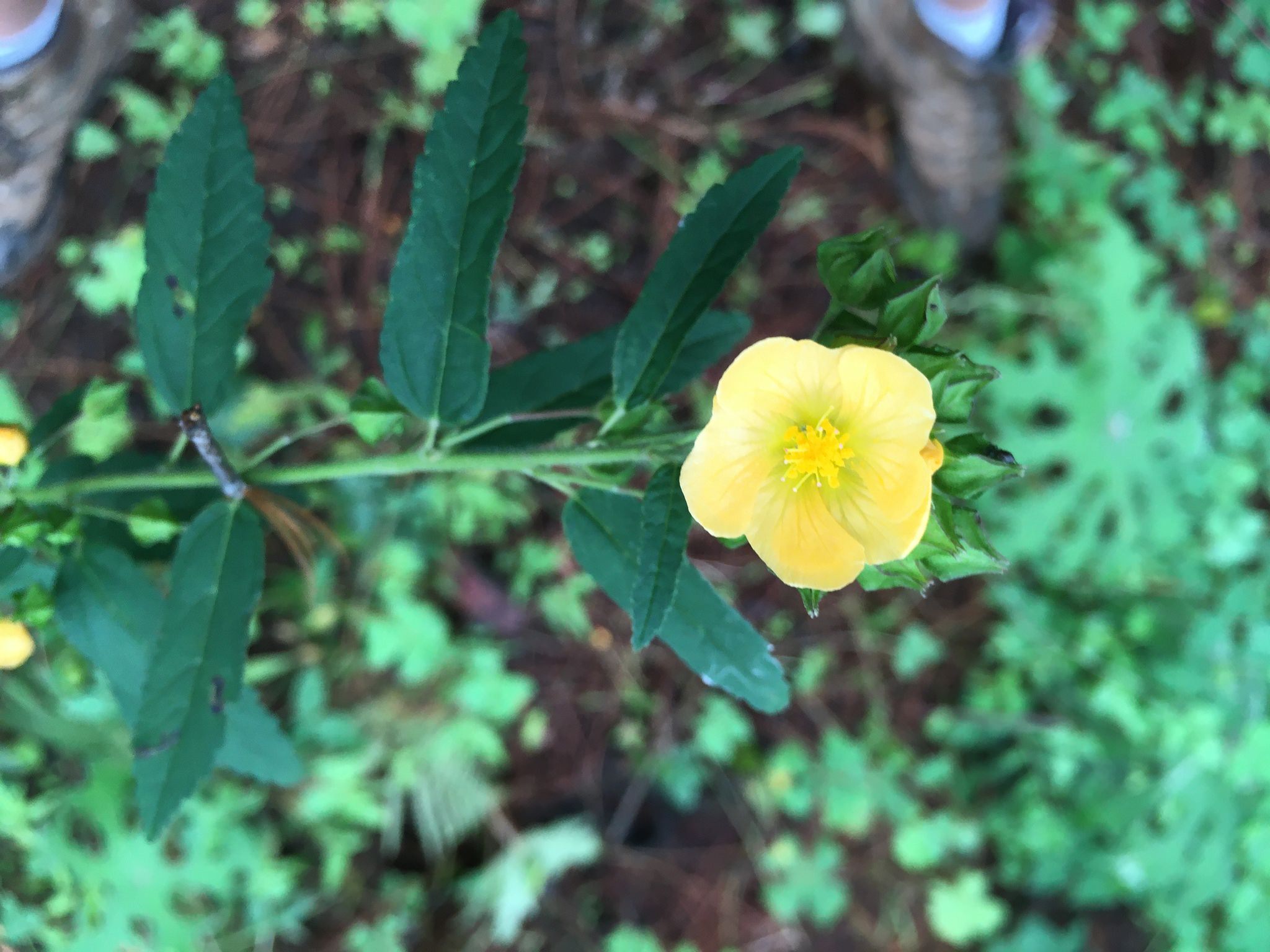 Sida rhombifolia